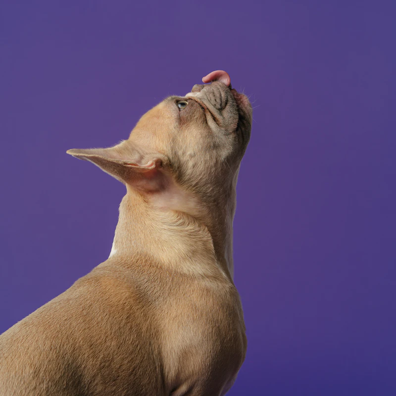 Grain-Free Dry Dog Food 12 lb β Pet Supplies at Mega Sale
