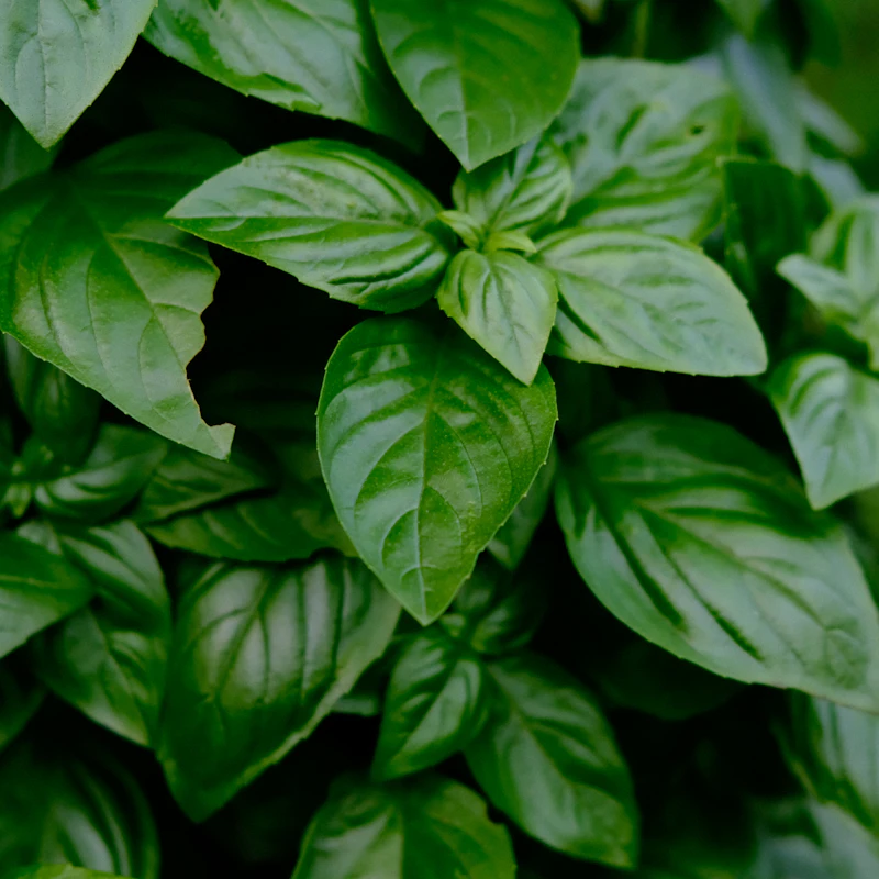 Living Basil & Herb Duo β Fresh Produce at Mega Sale