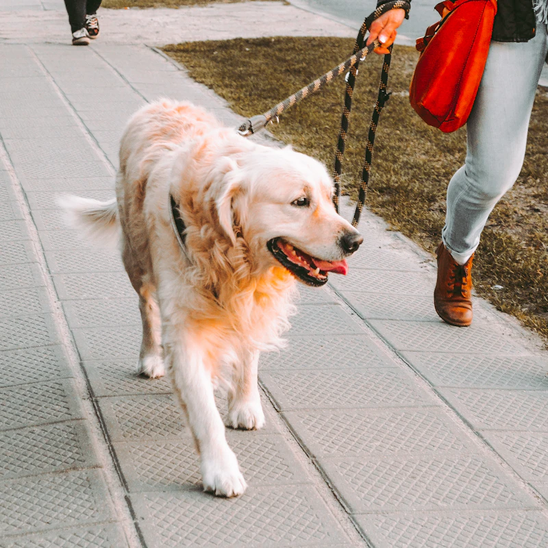 Reflective Dog Leash 6 ft β Pet Supplies at Mega Sale