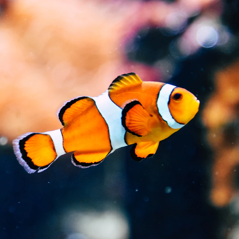 Starter Aquarium Kit 10 Gal β Pet Supplies at Mega Sale